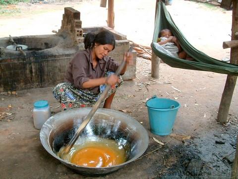 カンボジアの砂糖ヤシを守れ