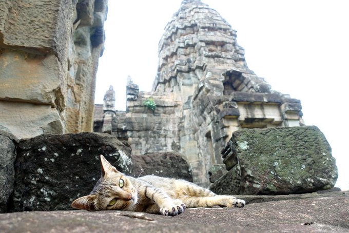 カンボジア猫歩き